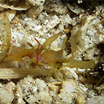 Halicampus macrorhynchus